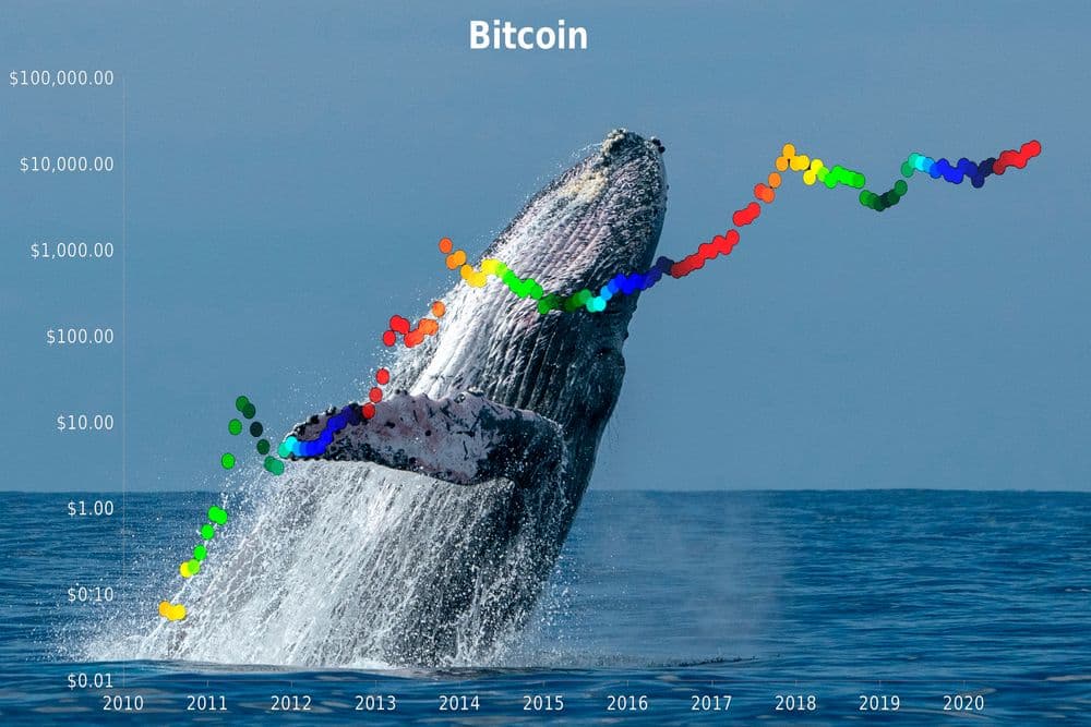 desktop-crypto-whale-movements-how-they-trigger-bullish-and-bearish-market-trends